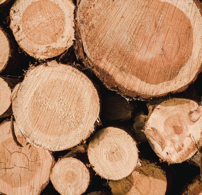 Tartak – Źródło Wyjątkowego Materiału Drzewnego: Kreuj Z Pasją i Odpornością.